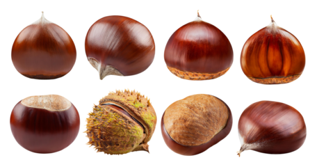 A Collection of Glossy Chestnuts and Their Unique Shells Displayed, Bundle Set Collection, Isolated on Transparent Background