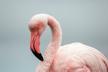 Fototapeta premium A close-up of a majestic flamingo against a clear blue sky. This detailed shot highlights the bird vibrant pink feathers and elegant posture, making it perfect for wildlife, nature, and conservation 