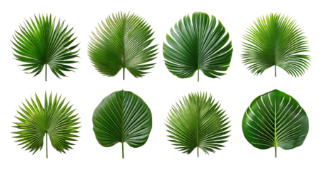 Assorted Tropical Palm Leaves Isolated on White Background, Bundle Set Collection, Isolated on Transparent Background
