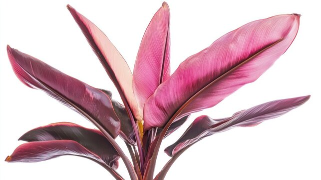 Red Banana Plant (Ensete ventricosum)
