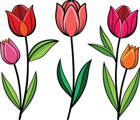 Obraz premium Elegant Tulip Vector Illustration Showcasing the Grace and Beauty of Spring Blooms