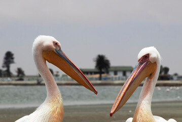 Two white pelicans against the bright sky