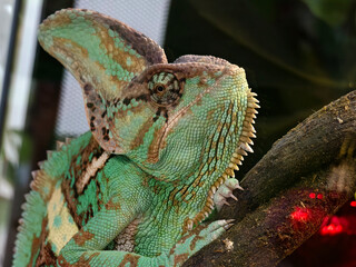 Closeup of a chameleon with a prominent horn on its head