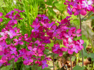 Lunaria annua purple flowers in the forest