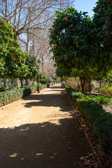 Naranjos en el paseo de la Bomba de Granada. 