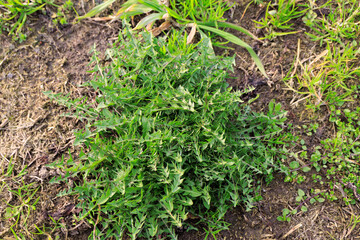 Taraxacum officinale Common Dandelion lettuce salad leaves heart flower spring close up