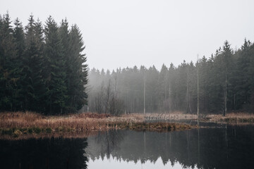 Misty Reflections: A Silent Pond Amidst Towering Firs in a Dense Forest Landscape