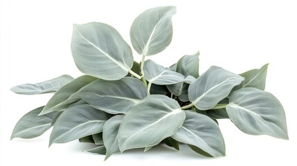 Fototapeta premium Silver Sword Philodendron (Philodendron hastatum)
