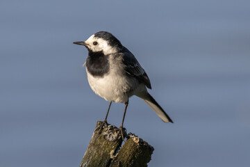 white wagtail sitting on a branch