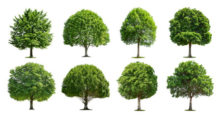 Various Species of Green Trees in Different Shapes and Sizes, Bundle Set Collection, Isolated on Transparent Background