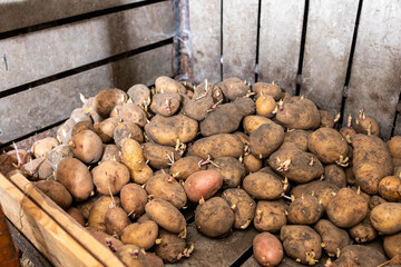 Potatoes in the basement, sprouted potatoes in a wooden compartment in the cellar, planting...