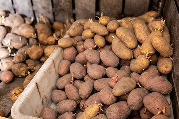 Potatoes in the basement, sprouted potatoes in a wooden compartment in the cellar, planting...