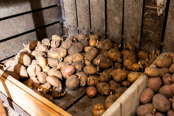 Potatoes in the basement, sprouted potatoes in a wooden compartment in the cellar, planting...