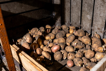 Potatoes in the basement, sprouted potatoes in a wooden compartment in the cellar, planting...