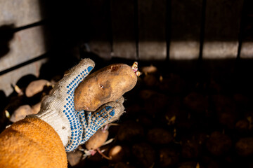 A farmer holds sprouted potatoes in his hands in the cellar, people in industrial gloves. potatoes with sprouted shoots for planting in the garden and harvesting.The concept of agriculture