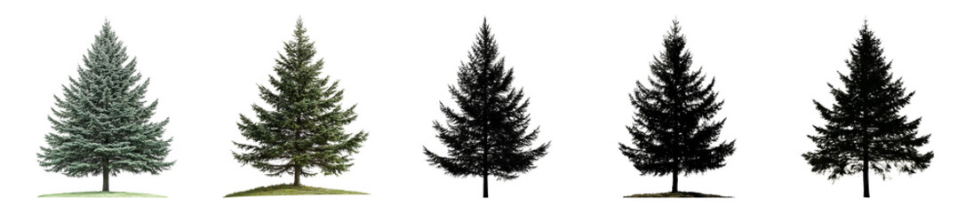Fototapeta premium Collection of Various Pine Trees in Different Styles and Colors, PNG bundle collection, Isolated on Transparent Background
