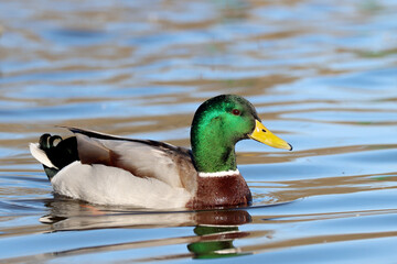 Mallard, male