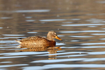 Mallard, female