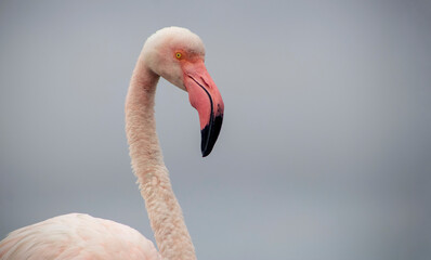Fototapeta premium A solitary great flamingo stands gracefully in a blue lagoon under a vibrant sky. A serene and captivating wildlife scene perfect for nature and travel projects
