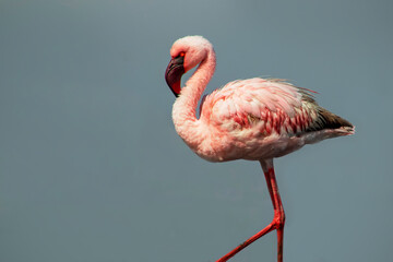 A solitary great flamingo stands gracefully in a blue lagoon under a vibrant sky. A serene and captivating wildlife scene perfect for nature and travel projects