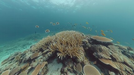 Vibrant Coral Reef with Diverse Fish Species Underwater