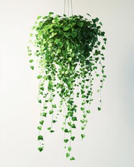 Lush green cascading plant with delicate ivy leaves hanging for modern indoor decoration and natural home aesthetics
