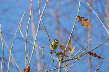 blue tit in the treetop