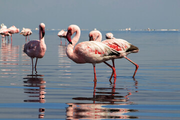 A flock of pink flamingos standing by a serene lake under a clear blue sky. A beautiful scene of nature, perfect for ecology, wildlife, and travel-related projects.