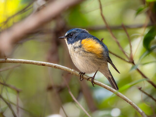 森の中の木陰で枝に留まって周りを見渡しているルリビタキの雄