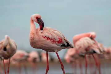 A flock of pink flamingos standing by a serene lake under a clear blue sky. A beautiful scene of nature, perfect for ecology, wildlife, and travel-related projects.
