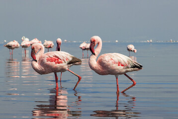 A flock of pink flamingos standing by a serene lake under a clear blue sky. A beautiful scene of nature, perfect for ecology, wildlife, and travel-related projects.
