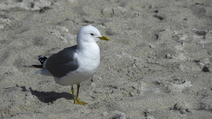 The black-legged kittiwake (Rissa tridactyla) in northern Norway often nests on houses.