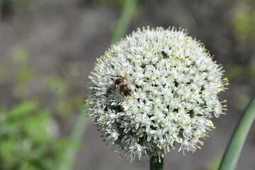 Ornamental Allium Blooming in a Summer Garden