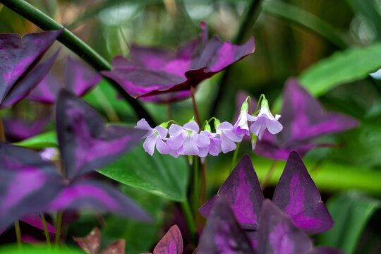 False shamrock white flowers growing in garden. Oxalis triangularis (woodsorrel) plant, soft focus