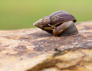 snail on the stone