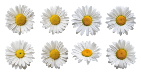 White Daisies Displayed in Two Rows on a Transparent Background, Bundle Set Collection, Isolated on Transparent Background