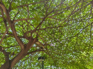 Elegant Tree Branches Weaving a Natural Canopy