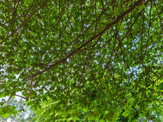 Intertwined Beauty: The Harmony of Tree Branches