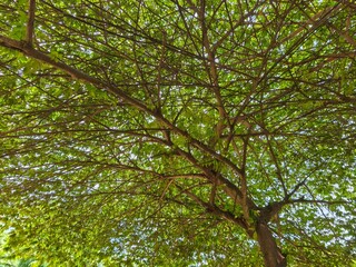 Lush Green Canopy: A Tranquil View from Below