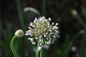 Ornamental Allium Blooming in a Summer Garden