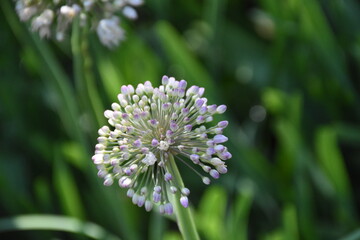 Ornamental Allium Blooming in a Summer Garden