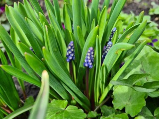 Obraz premium Blooming Muscari Grape Hyacinths in a Spring Garden 