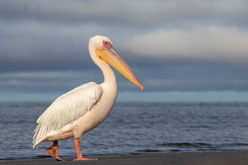 African wild bird. A lone Great pelican in a blue lagoon against a cloudy sky