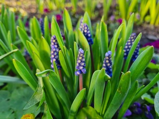Blooming Muscari Grape Hyacinths in a Spring Garden
