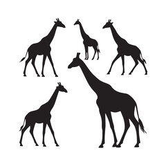 A minimalist vector illustration of a collection of black giraffe silhouettes in various poses.