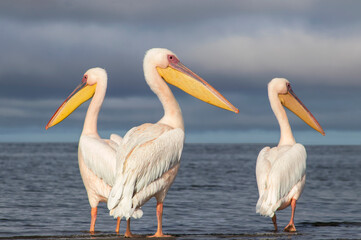 African wild birds. Great pelicans on the blue lagoon on a summer morning