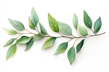 Obraz premium Eucalyptus terrace leaves on a white background showcase their vibrant green colors and unique shapes, perfect for natural decor