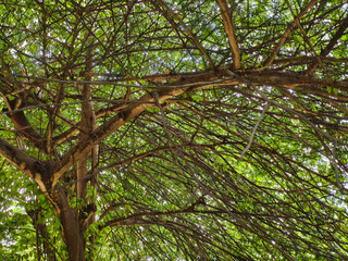  Graceful Branches: Nature’s Living Architecture