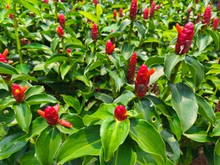 A close up Costus woodsonii © Kasino