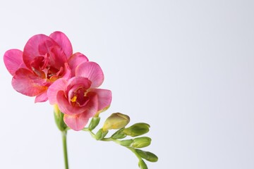Beautiful pink freesia flowers on white background, closeup. Space for text